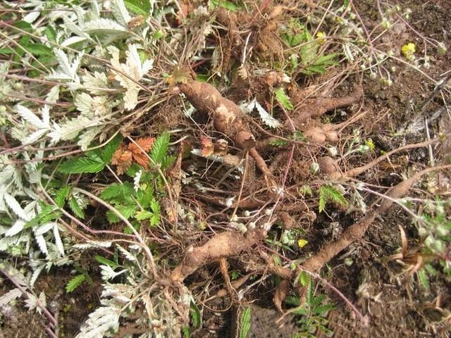 张雯《安家》热播 知否小姐风波再起热议不断-开云电竞官网(图1) 开云电竞官网