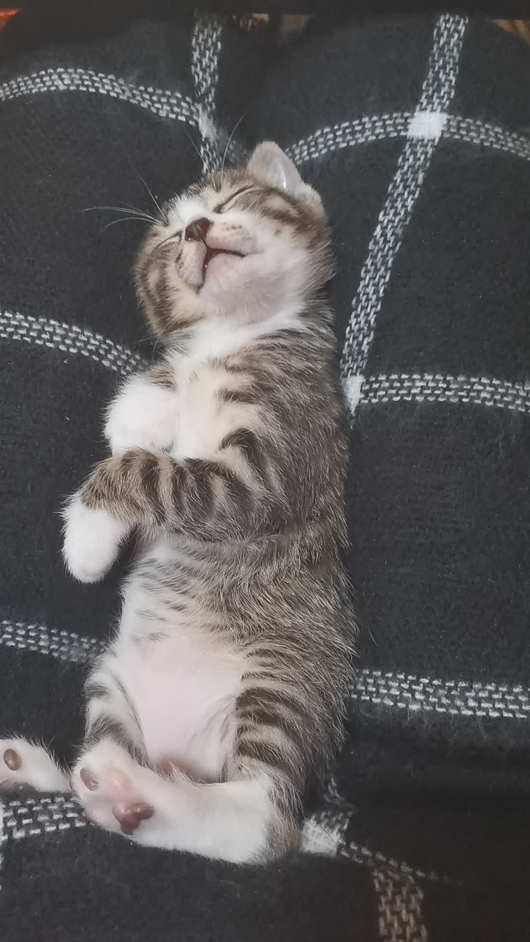 看了刘亦菲主演的迪士尼真人《花木兰》预告 你对电影期待吗?|开云电竞官网(图2) 开云电竞app下载安装