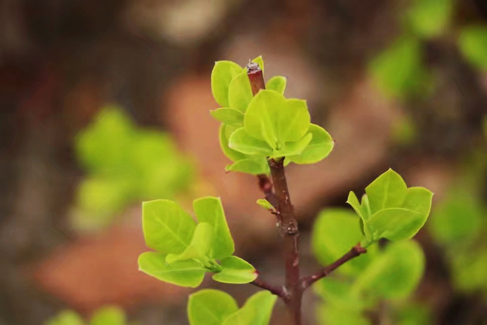 《非常替身》携手光合映画 开拓影视宣传新局面【开云电竞app下载安装】(图2) 开云电竞官网